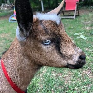 Meet your Posher, Shelley